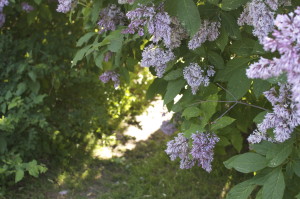 lilac garden